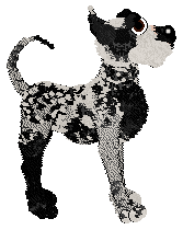 Aida/Poppyhill's Apollo of Dogs — “Nero”