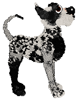 Aida/Poppyhill's Apollo of Dogs — “Nero”