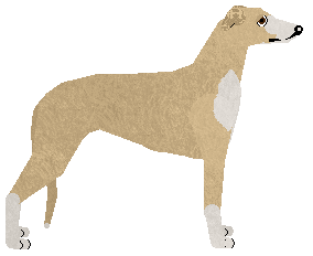 Mockingbird's Bloom in Blush — “Rose”