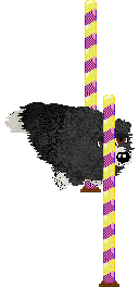 Spellbound's Purple Viking — “Tater”