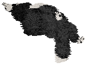 Spellbound's Purple Viking — “Tater”