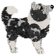 Wild Road's Bluey — “Bluey”