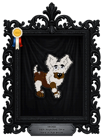 Profile image of Krunchez/Dh's Ears in Full Bloom