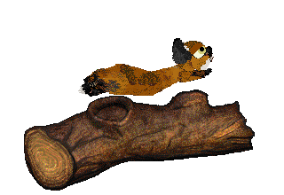 Calluna/Dh's Joker and a Thief — “Renard”