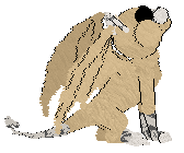 Profile image of SeaGlass's Dreams of Dunes and Retamas