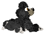 Profile image of Sheba/PH’s A Platypus Poodle?!