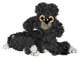 Sheba/PH’s A Platypus Poodle?! — “Perri”