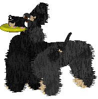 Cirrutopia's North Wind — “Shamal”