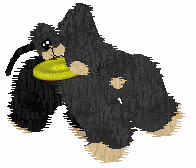 Cirrutopia's North Wind — “Shamal”