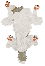 NSP's Konstantinos at Come Bye — “Kotal”