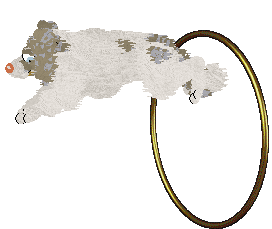 NSP's Konstantinos at Come Bye — “Kotal”