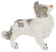 NSP's Konstantinos at Come Bye — “Kotal”