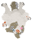 NSP's Konstantinos at Come Bye — “Kotal”