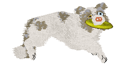 NSP's Konstantinos at Come Bye — “Kotal”