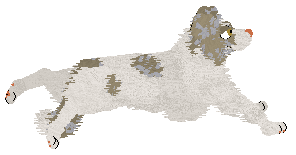 NSP's Konstantinos at Come Bye — “Kotal”