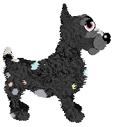 Profile image of Spellbound/Tangled's Counterfeit Cremelo