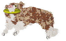 Come Bye's Apricot — “Mishmish”