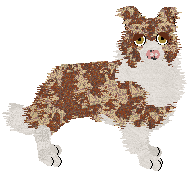 Profile image of Come Bye's Apricot