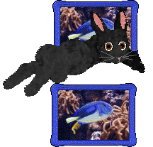 seta's Herald of Good Fortune — “Lucky”