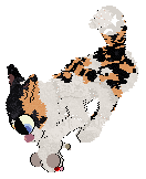 Perfume/Calluna’s Brave Lark — “Poppy”