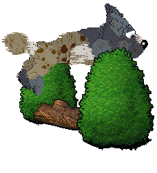 Funfetti/Poppyhill's Dressed in a Daydream — “Chiffon”