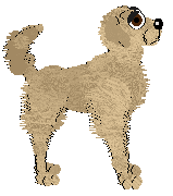 Chachke's Golden Hour — “Glancy”