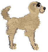 Profile image of Chachke's Golden Hour