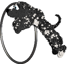 Whimsy/Dh's Proceed With Caution — “Skunk”