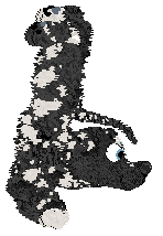 Whimsy/Dh's Proceed With Caution — “Skunk”