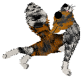 Calluna/Dh's What Is PSL — “Pumpkin”