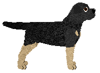 Limerick Germander Speedwell — “Pixie”