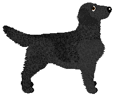 Profile image of Evanescence Quick In Black