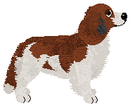 Profile image of Converse OLD MONEY at Evanescence