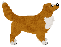 Profile image of Evanescence Shooting Star