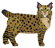 Folklore Miniature Wildcat — “Trix”