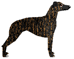 Jetstream Pizza On Your Focus — “Beef”