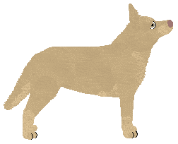 Converse CALINECZKA — “Calineczka”