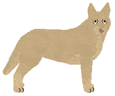 Profile image of Converse CALINECZKA