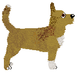 Nosewise Glinting Jewel — “Gem”