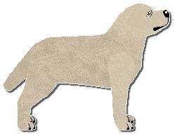 Profile image of Riflery Earlywood In Spring