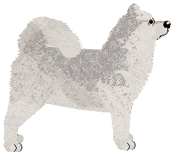 Northern Lights' FLUORESCENT ADOLESCENT — “Tony”