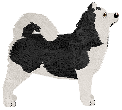 Northern Lights' YOU ARE SO DARK — “Bekki”