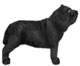 Profile image of Blizzard Torna a Surriento