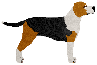 Cedar Ridge's Four Leaf Clover — “Clover”