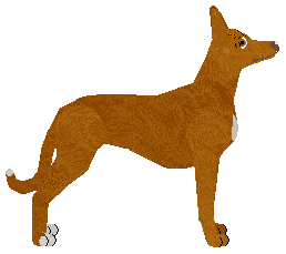 Cansas' Niju Araur — “Gacek”