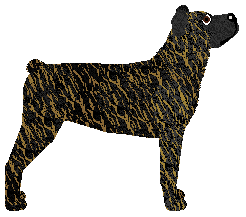 Duarte da Ilha Verde — “Duarte”