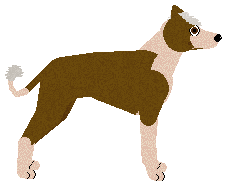 Converse CALIFORNIA — “Cali”