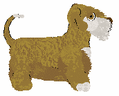 Rosestone's Question Sunrise — “Aara”