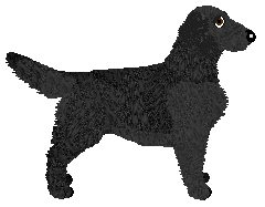 Peregrine Foxfire in the Ferns — “Fern”