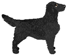 Peregrine Foxfire in the Ferns — “Fern”